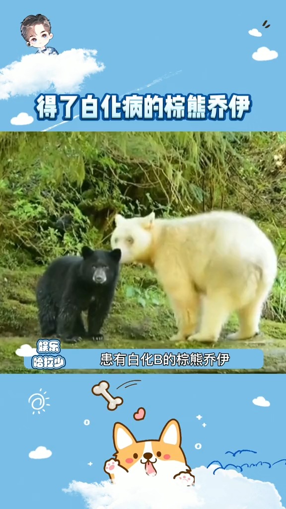 得了白化病的棕熊乔伊这大概就是倒霉熊本熊吧