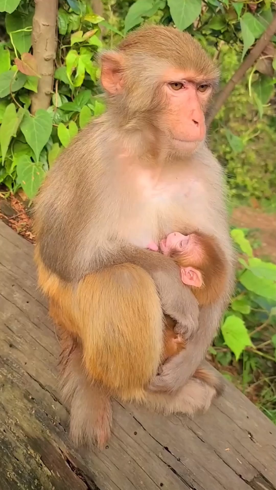 猴宝宝还在睡梦中