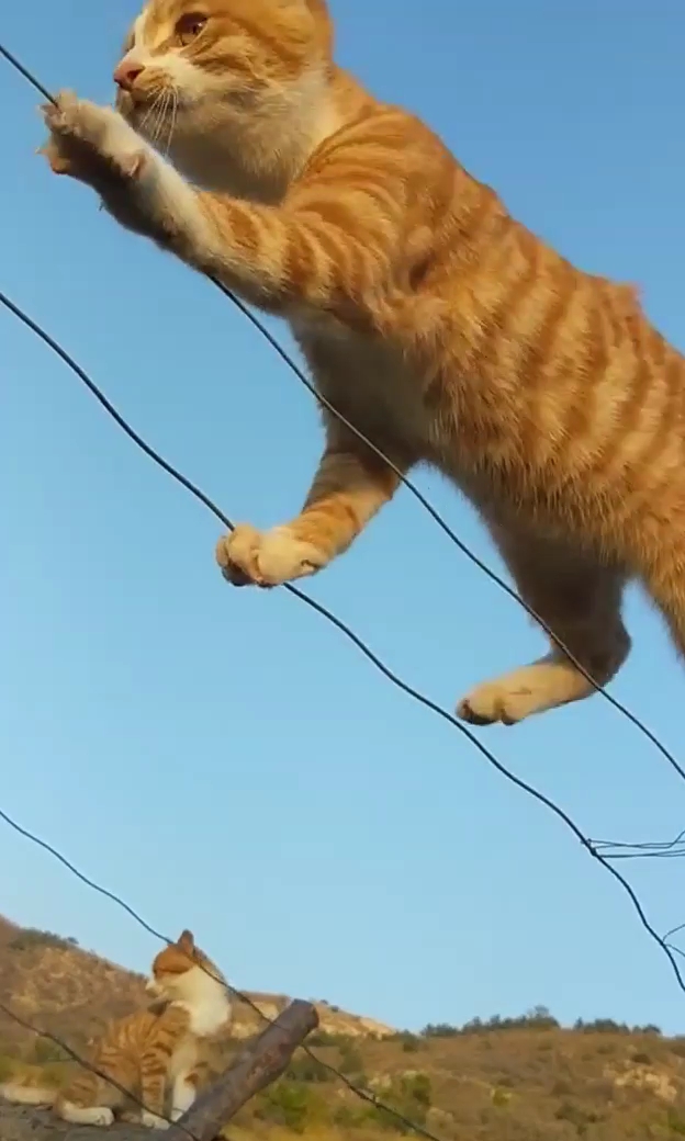 这猫厉害走钢丝6666