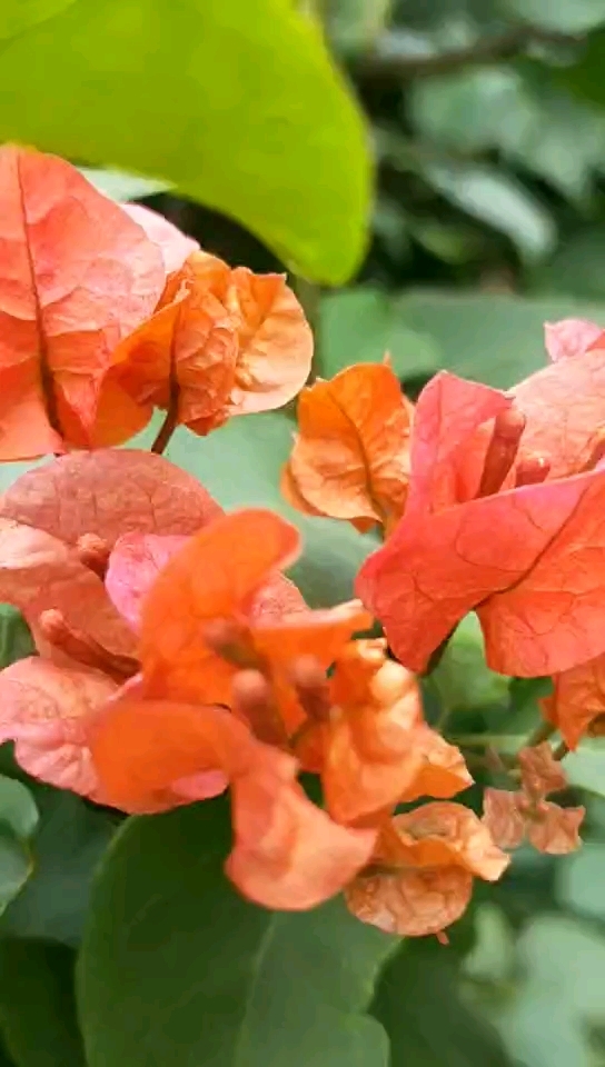 西瓜红的三角梅,就一枝了!