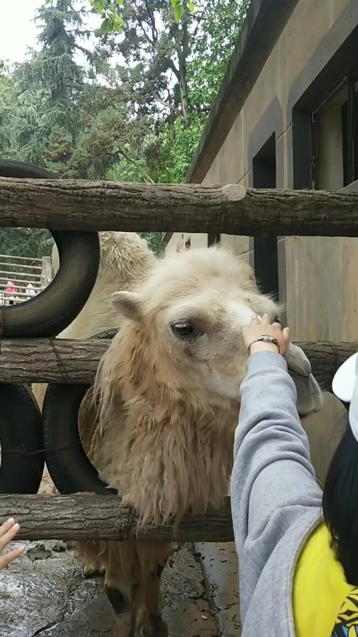 我叫骆驼,摸一摸三百多,怎么一分都不给我