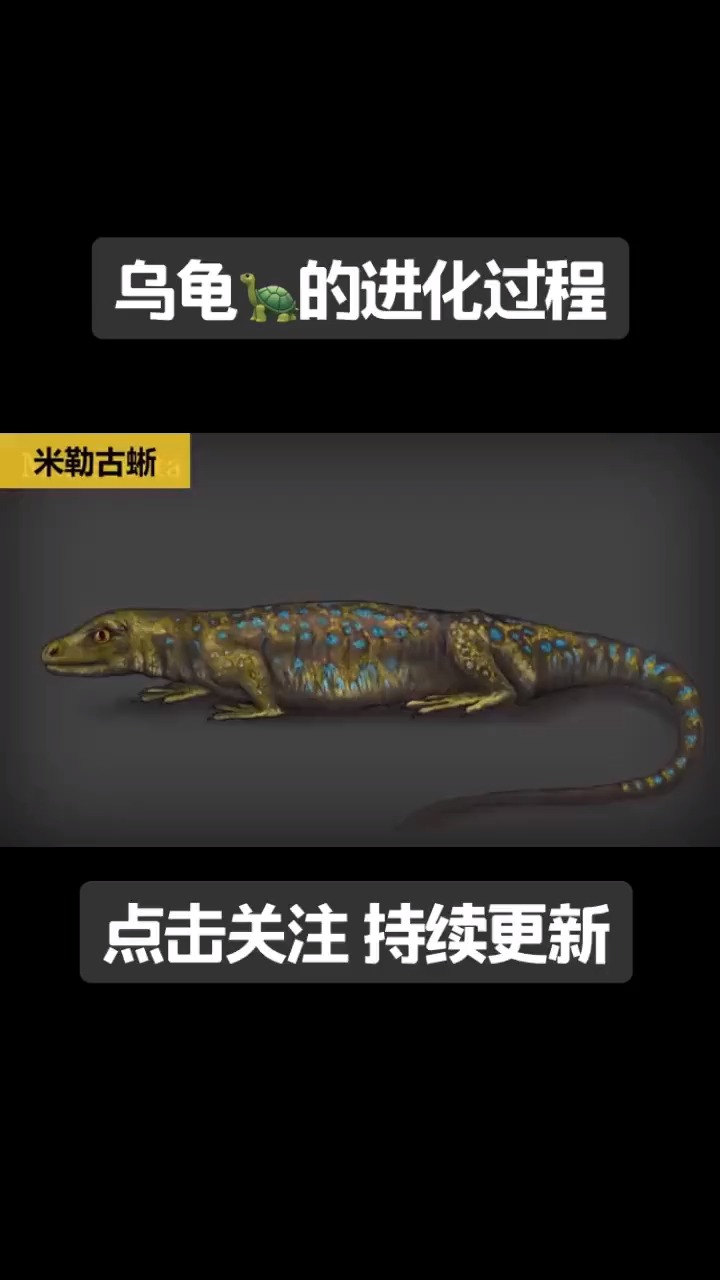 奇闻趣事抢先看#带你了解,乌龟的进化过程