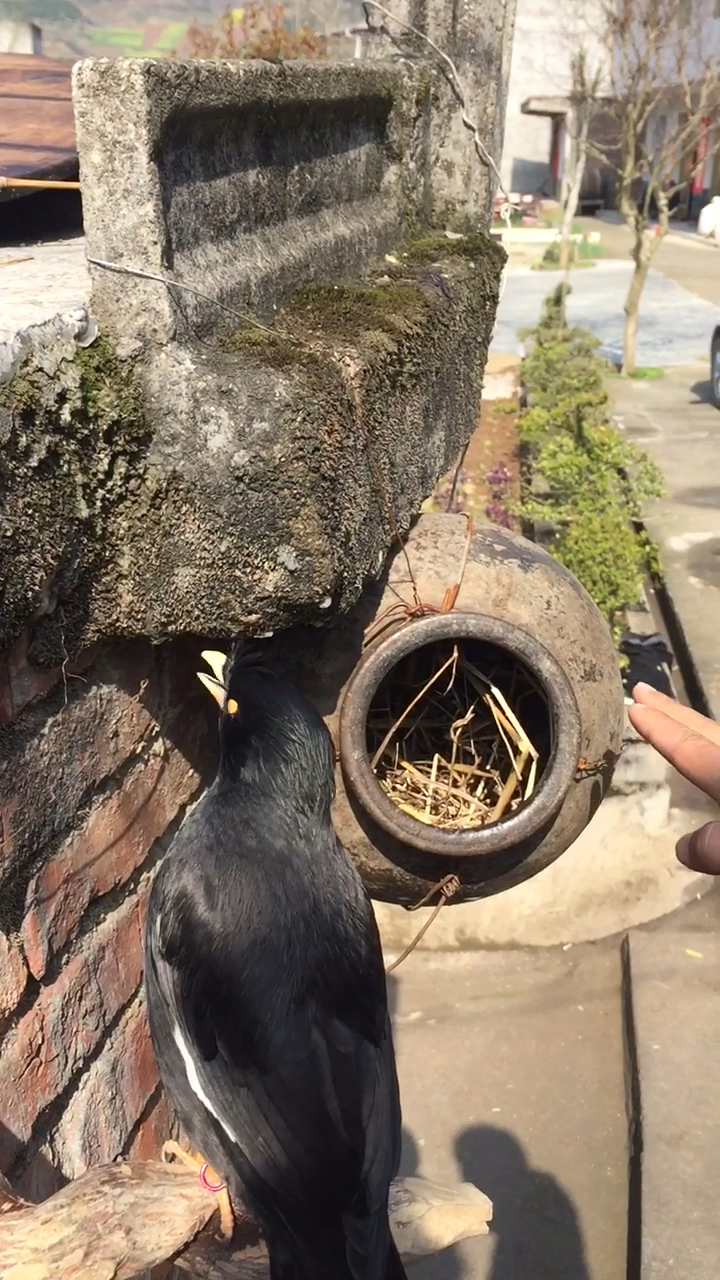 主人用手摸乌鸦窝,它竟然是这反应