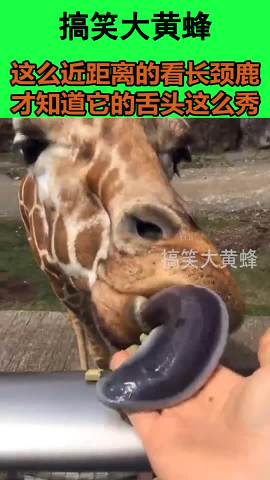 这么近距离的看长颈鹿才知道它的舌头这么秀