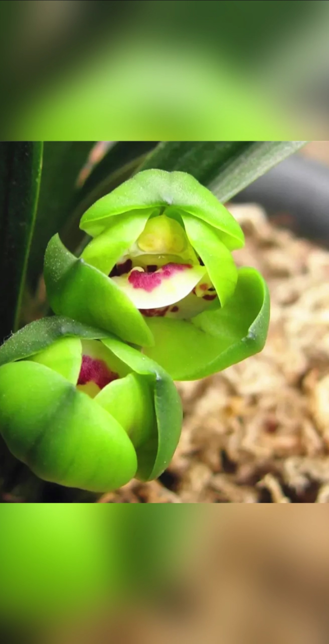 玉玲珑春兰荷瓣