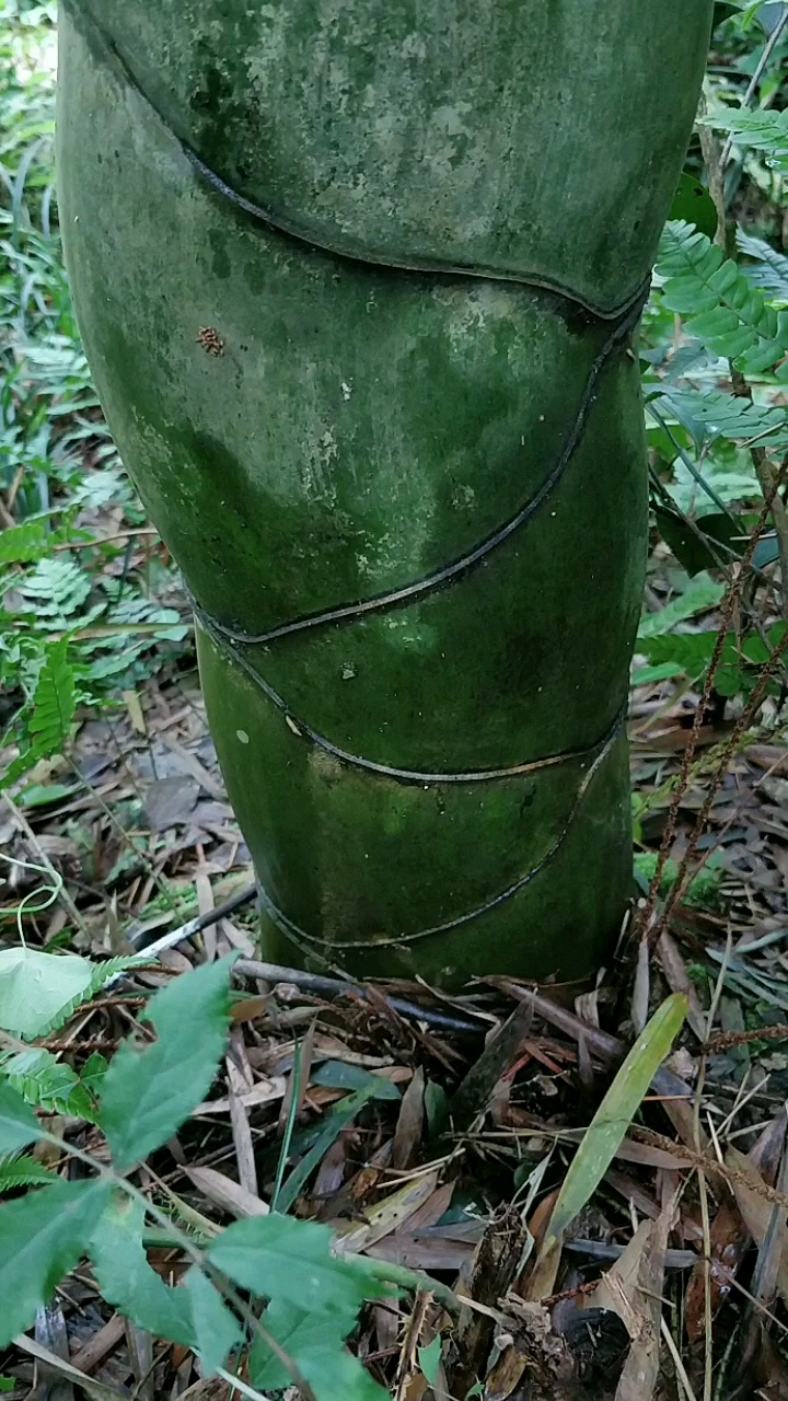 龙鳞竹产地图片