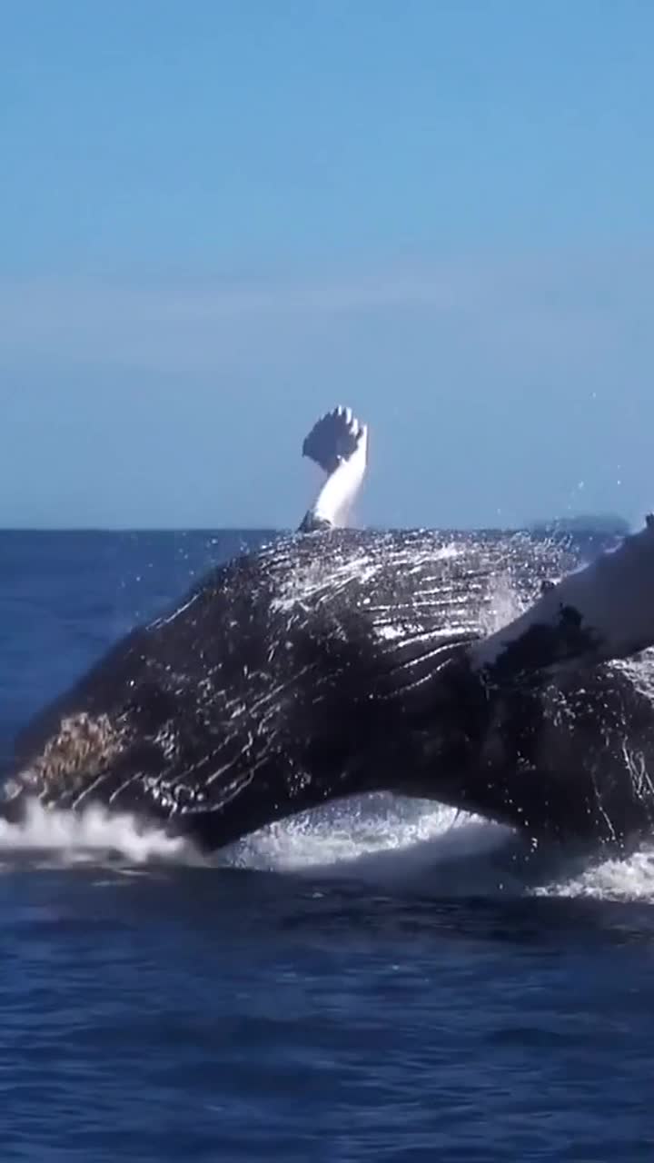 深海座头鲸瞬间跃出水面,重达156吨,场面十分壮观,遇见的幸运一生!