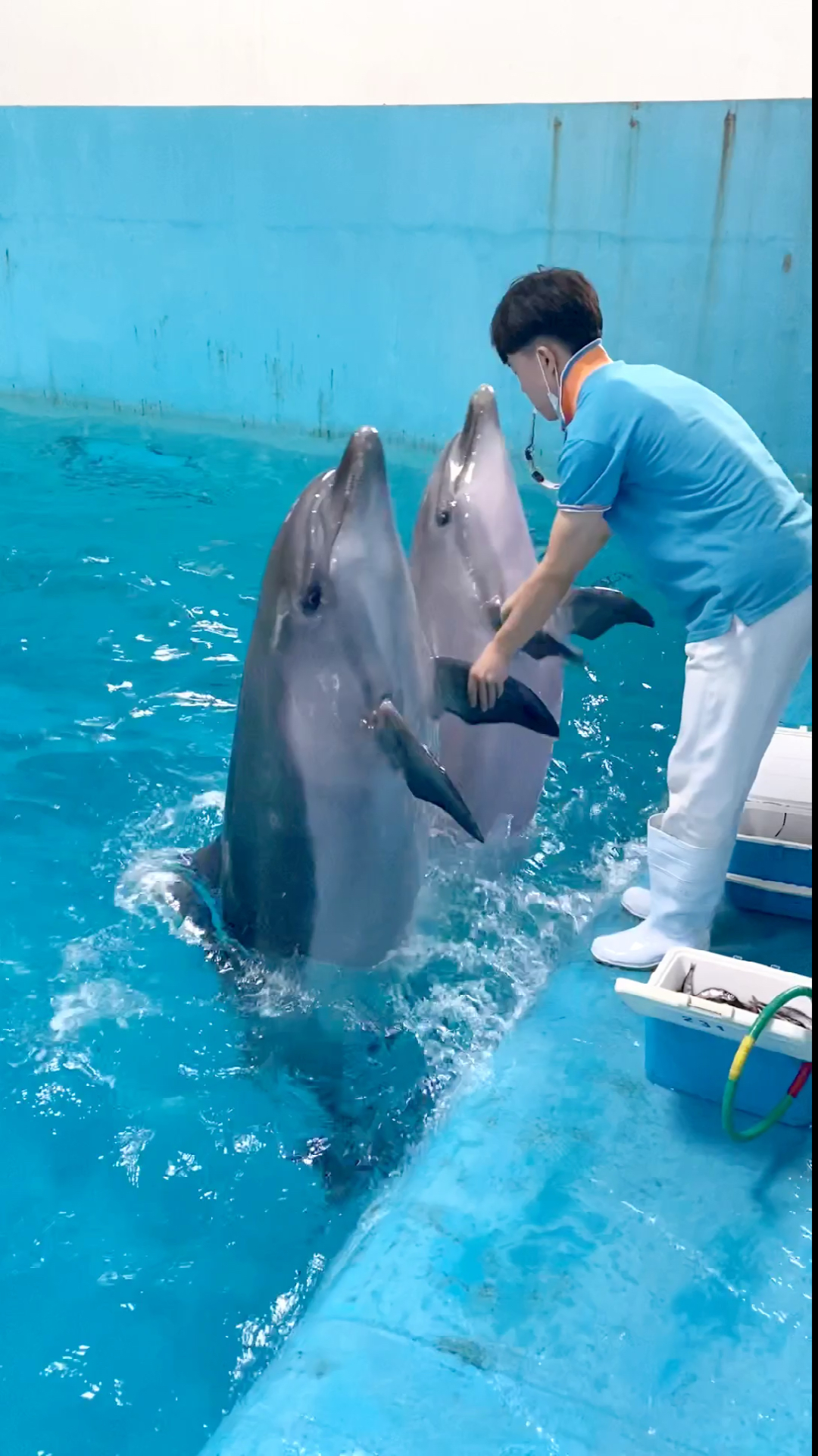 表情包大作战#小海豚站起来打招呼了