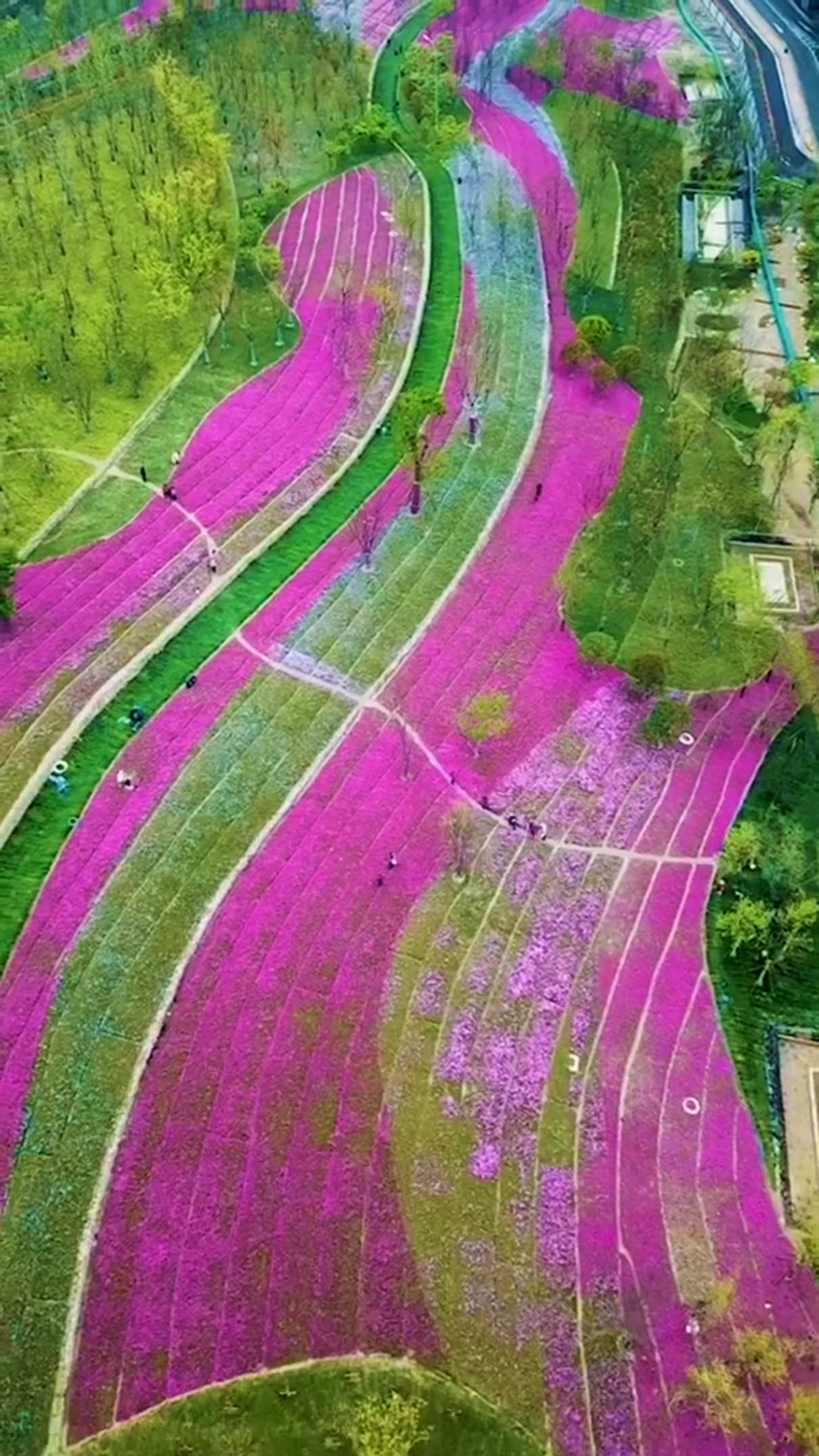 杭州钱塘江南岸有一片芝樱花海,给城市披上了一条彩色的毛毯.