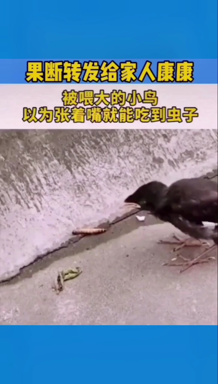 搞笑段子剧#被喂大的小鸟,以为张开嘴就能吃到虫子
