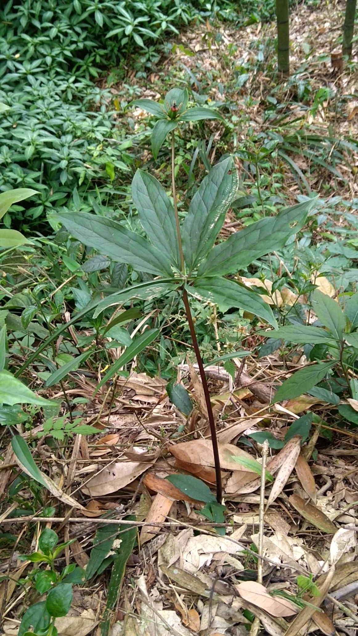 七叶一枝花功效:清热解毒,消肿止痛,凉肝定惊