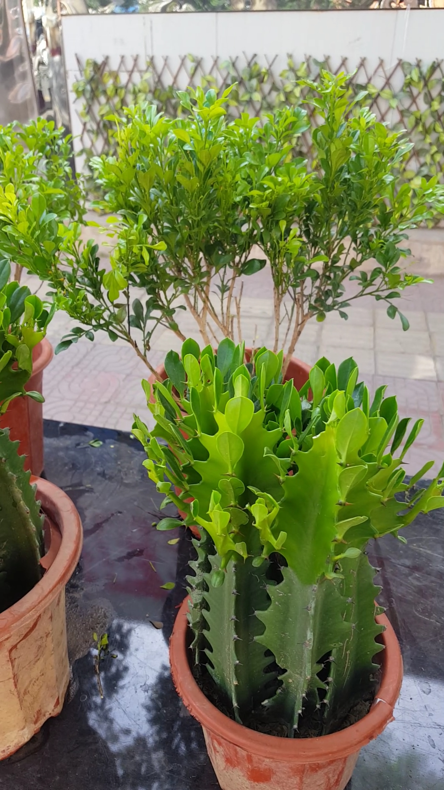 仙人棍花美美哒