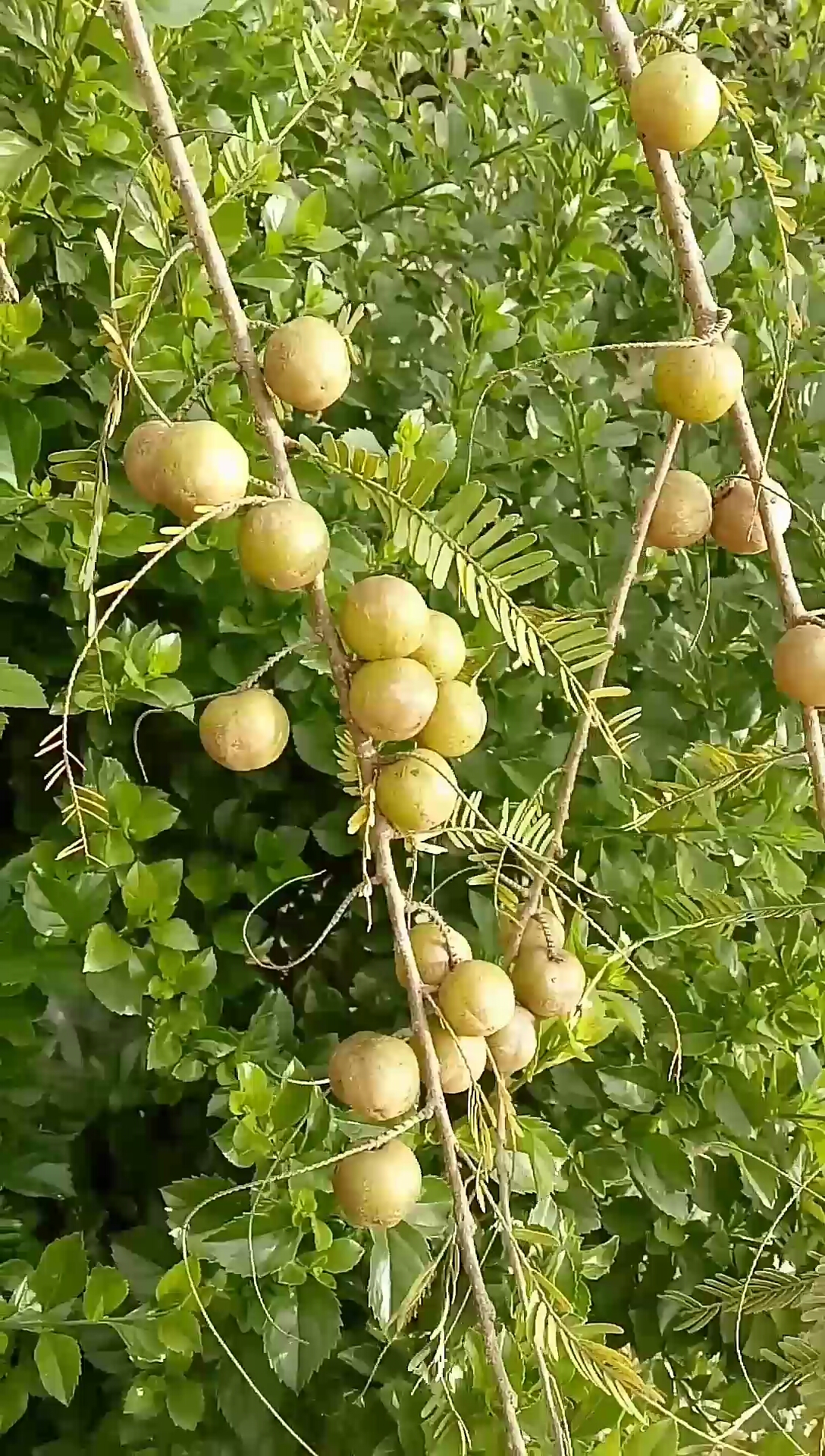 小时候经常摘的野果子,有多少人认识
