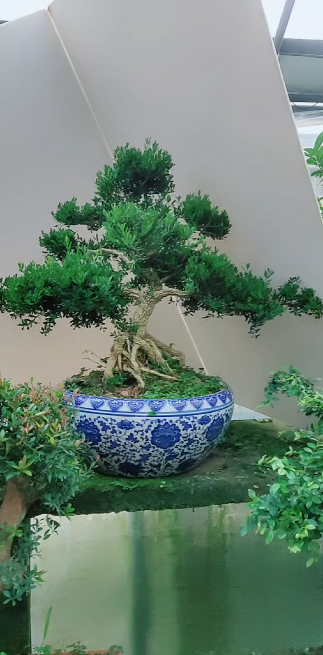 雀舌黄杨  寓意福寿绵长