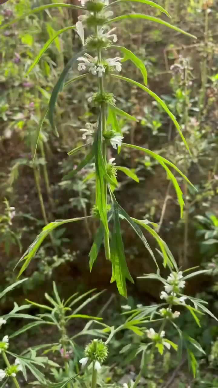 益母草肯定没有想到我会把它烧成灰再用它来抹脸