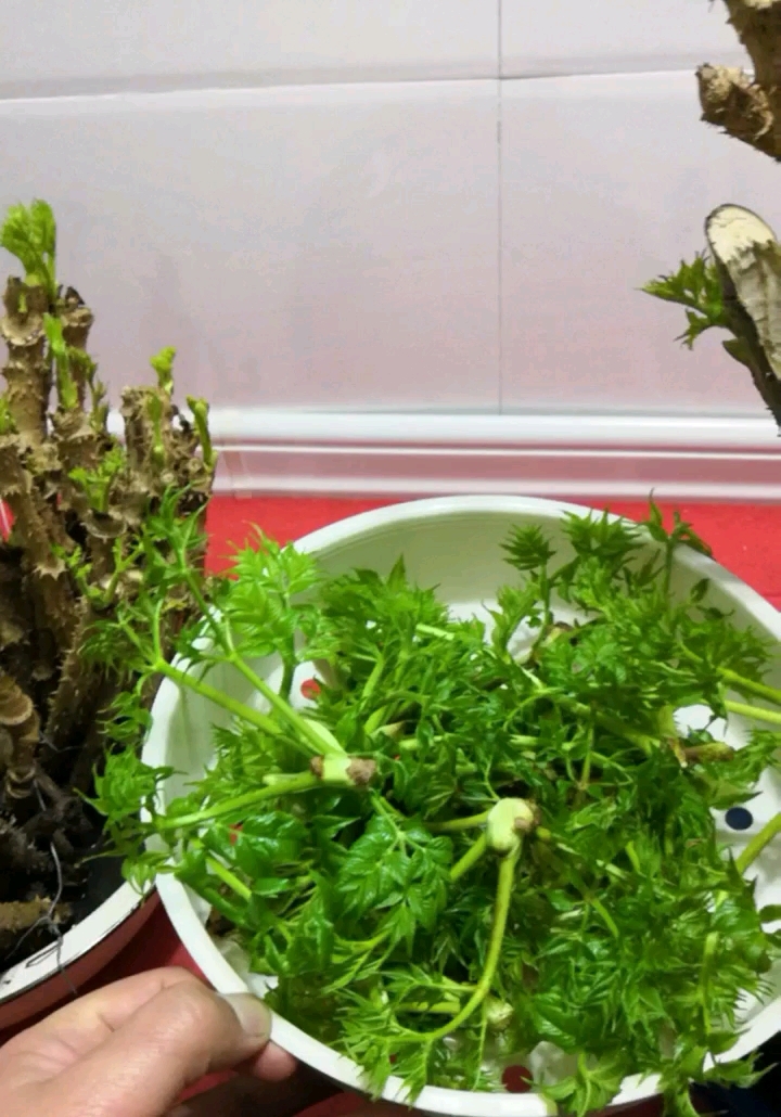 盆栽水培刺老芽收获,喜欢双击,陆续发教程,喜欢加关注