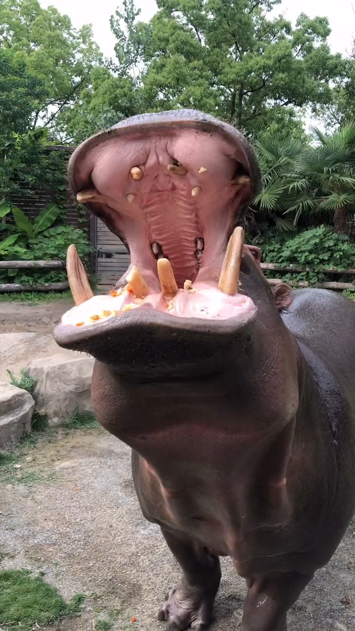 神奇动物在这里#河马:我也想吃西瓜,地上的能给我吗?-度小视