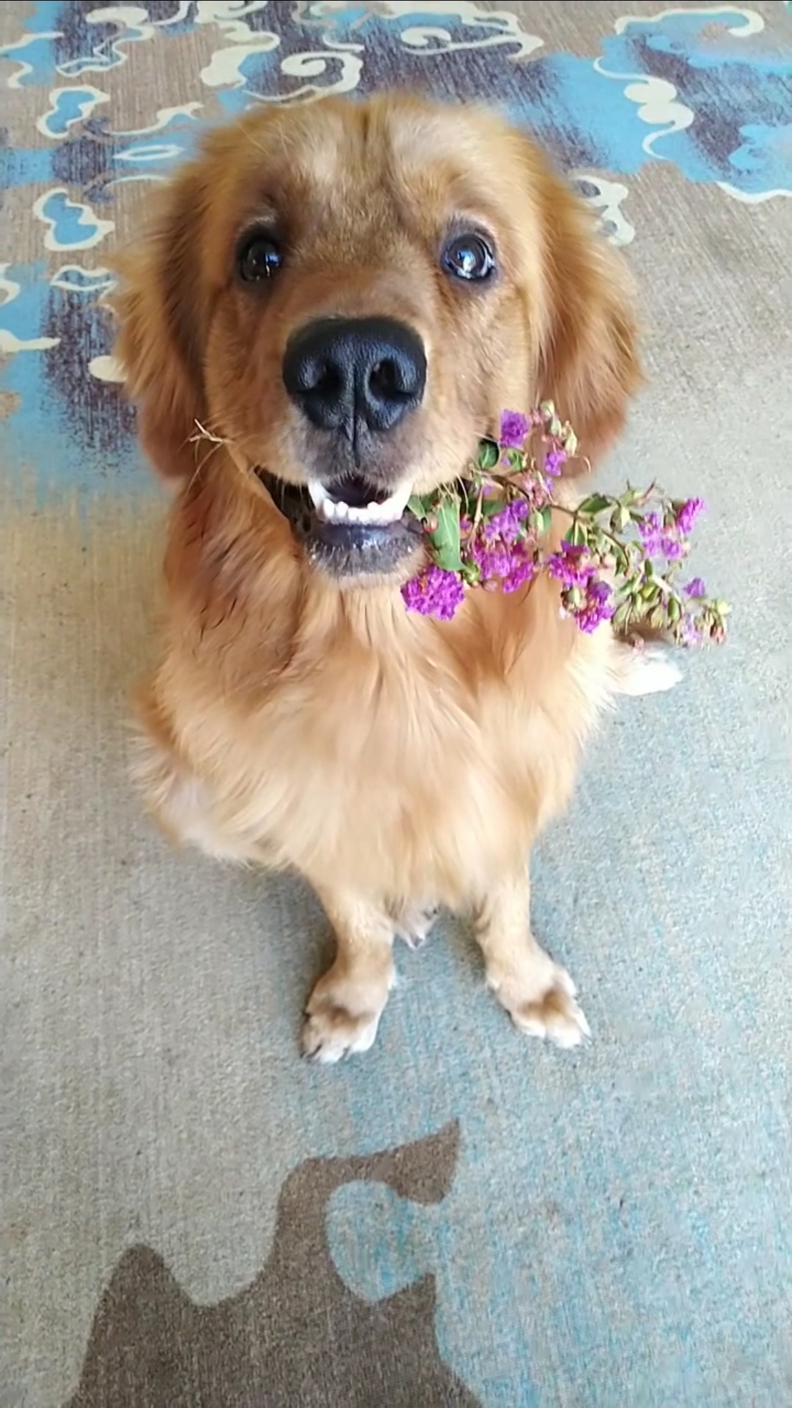 金毛#叼朵花送谁去啊