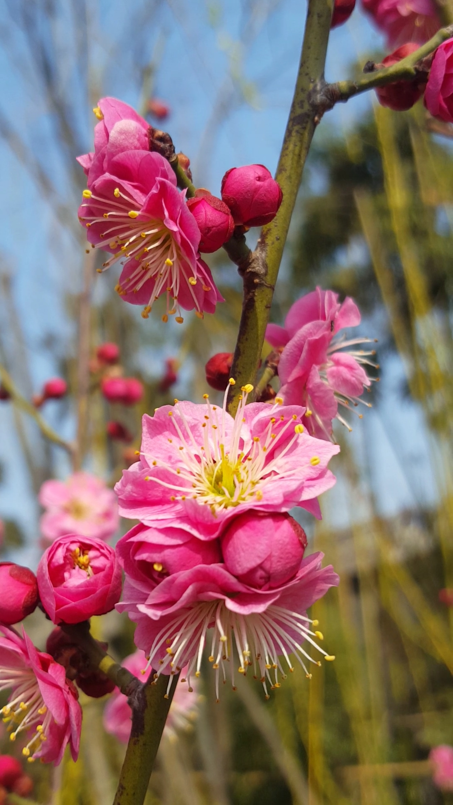 漂亮的红梅花