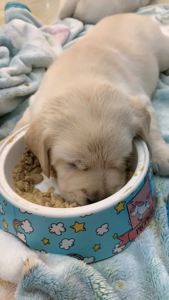 我家萌宠成精了#吃饭都能睡着,这真的是高手