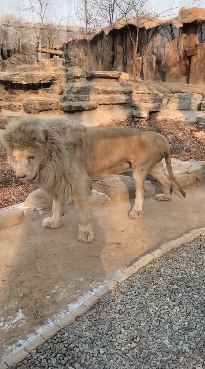 搞笑视频#你们见过狮子伸懒腰吗