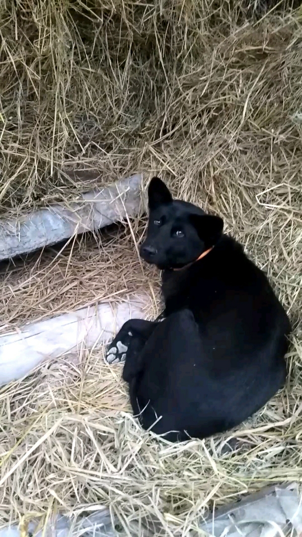 万里挑一的纯黑中华田园犬,看家好手