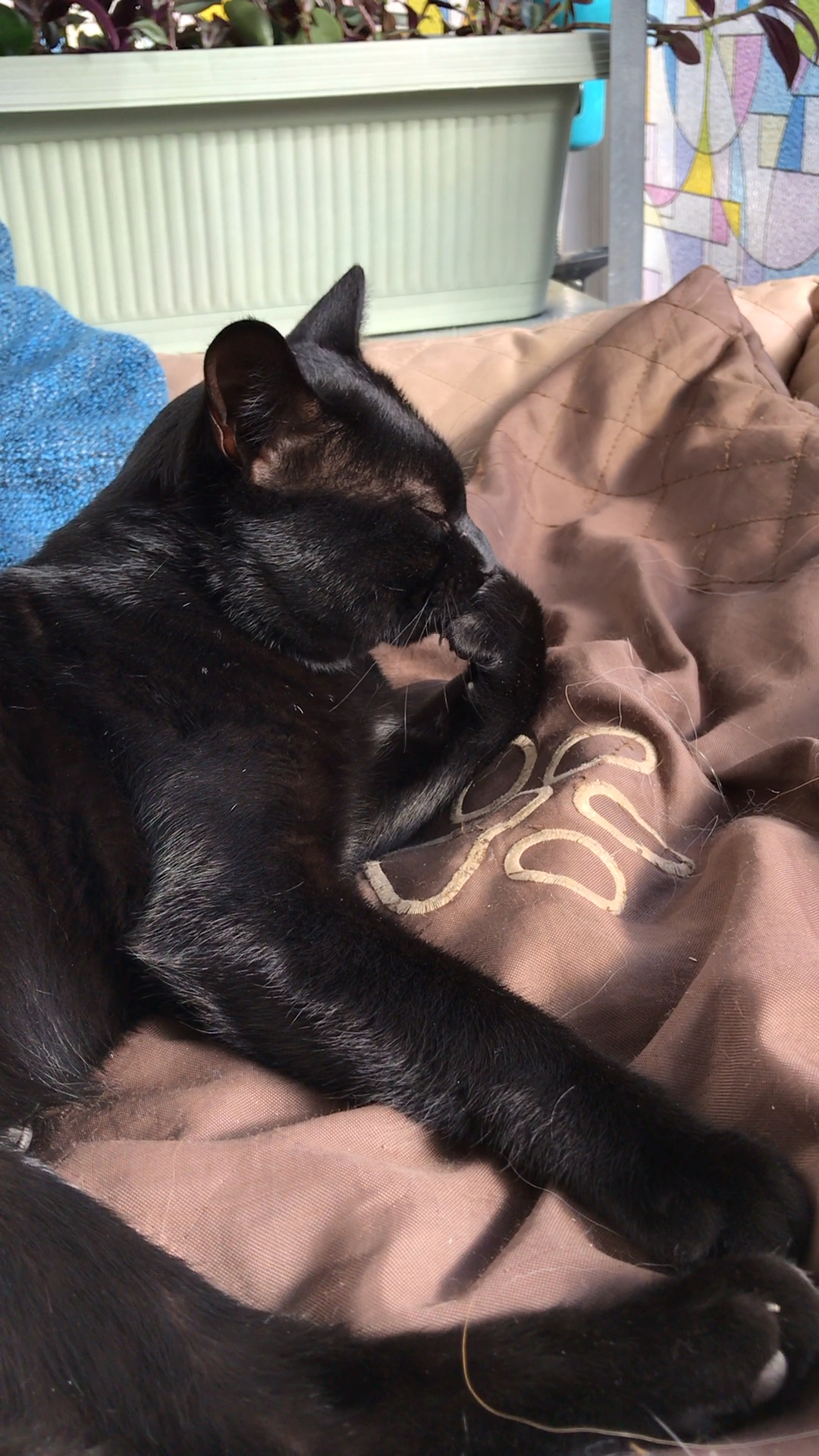 一只小野猫,现在黑又亮了.