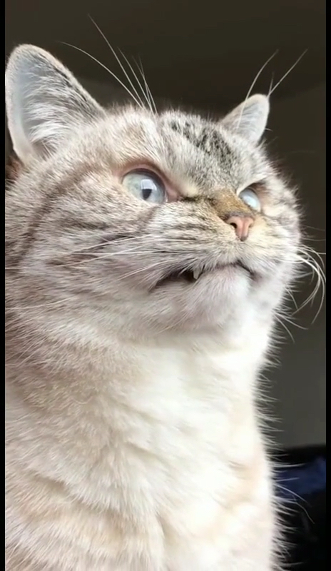 搞笑萌宠#看这傲娇的小眼神