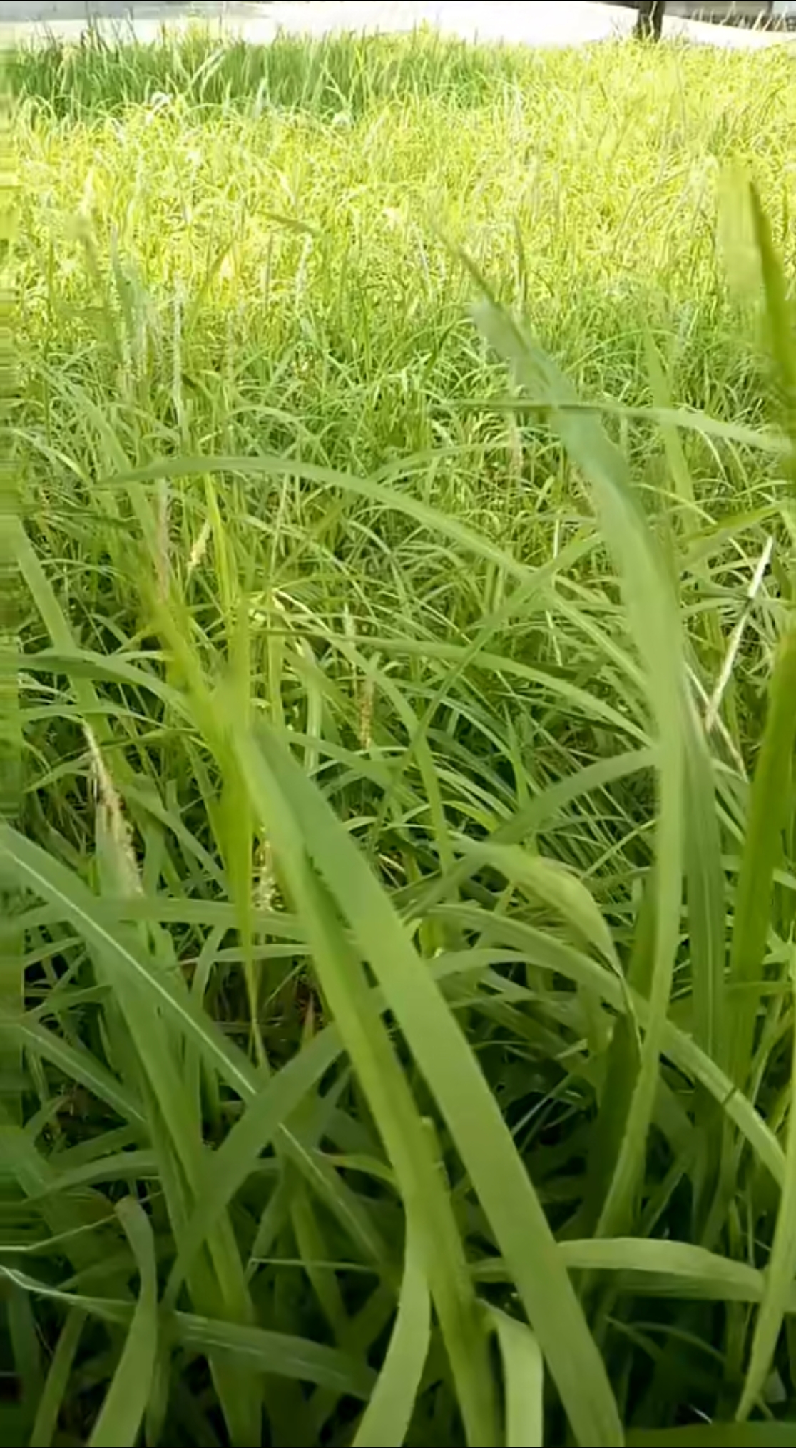 我要上热门#风吹草