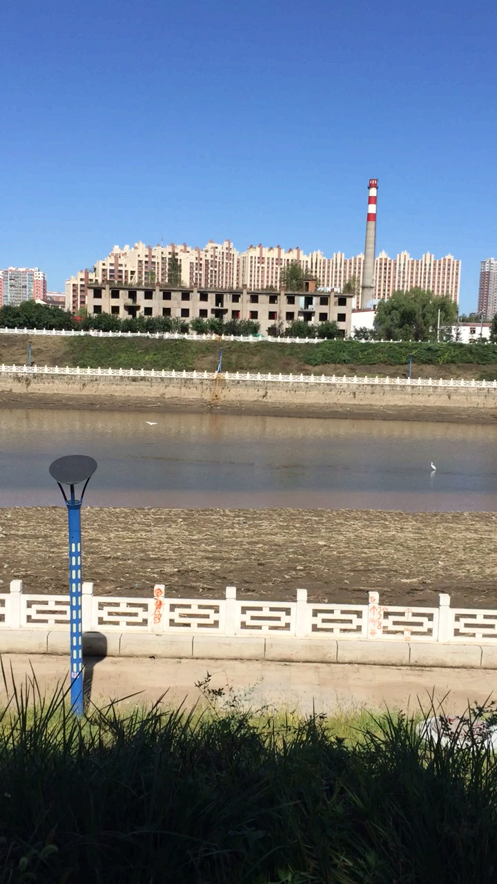 带上全民去旅行#东辽河发现白鹭 环境保护好了