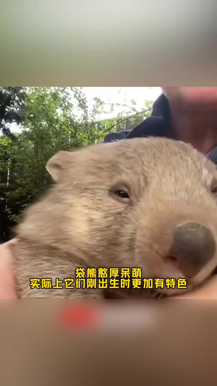 只记得它拉的粑粑是方形的,却从来不知道小时候的它们笑起来多有特色!