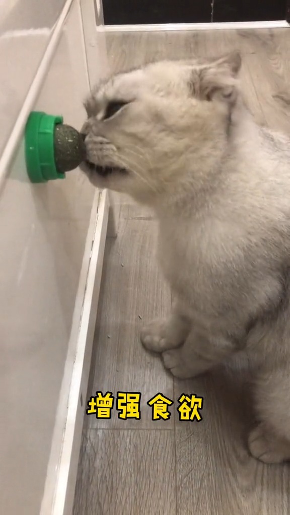 搞笑萌宠#猫薄荷实在上头啊 完全控制不住寄几