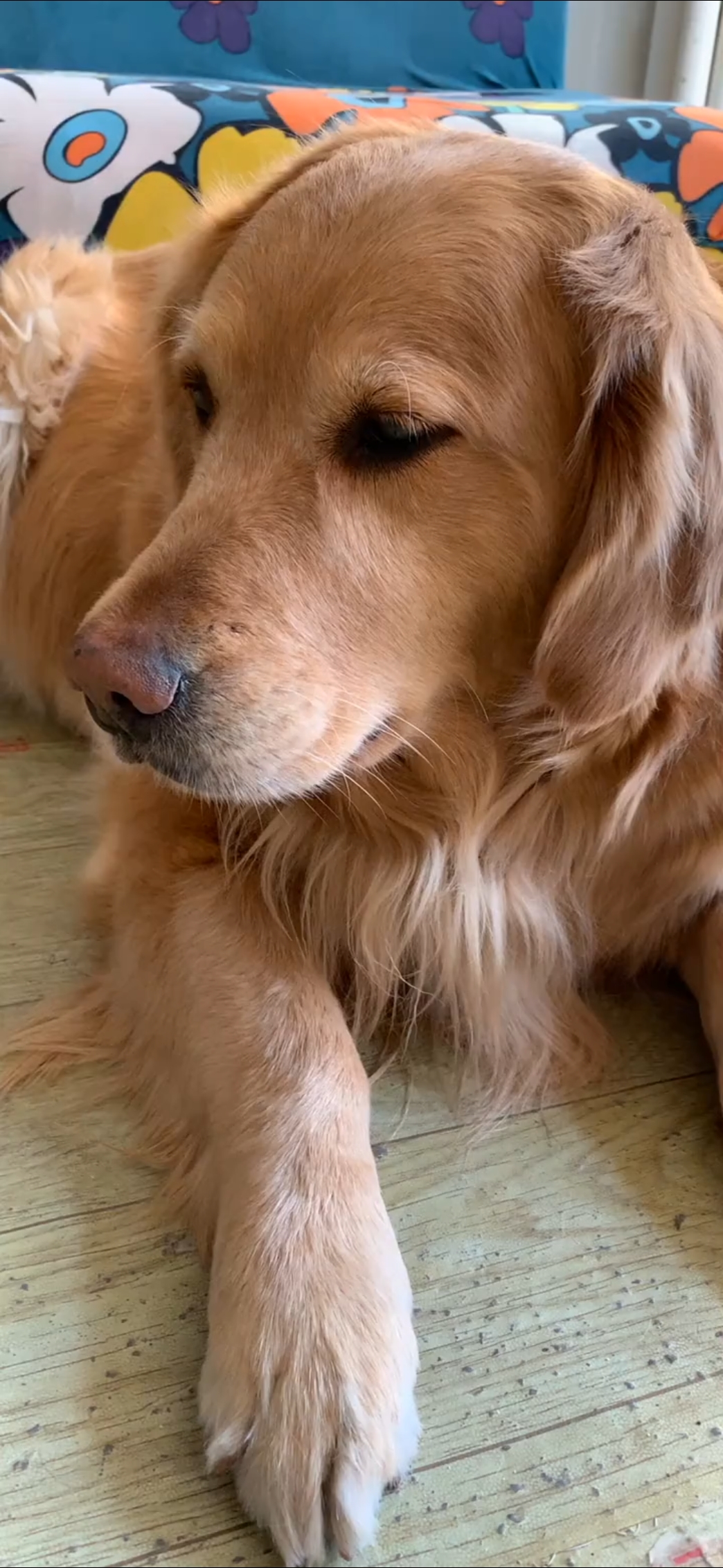 快要憋疯的你#金毛生气的时候