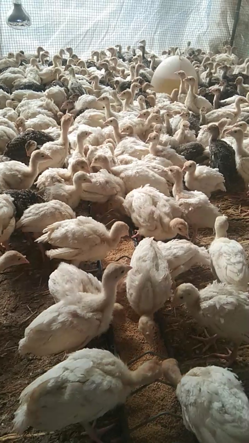 脱温火鸡苗,可以长到40斤的巨型鸡