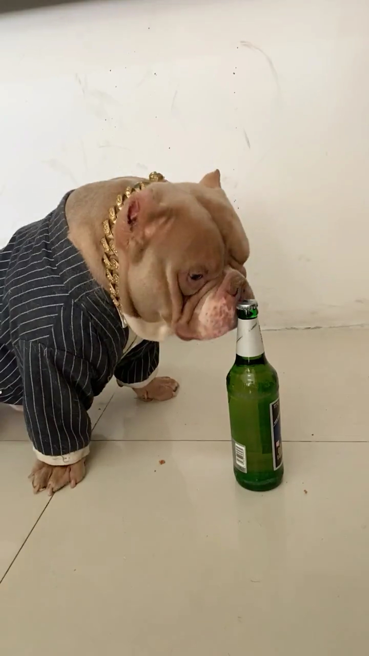 狗狗爱喝酒!