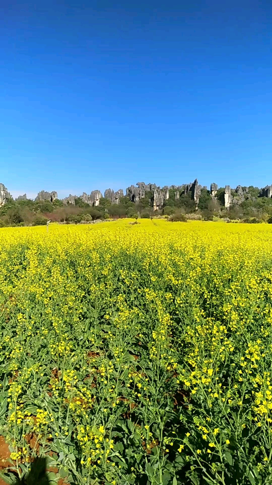 昆明乃古石林油菜花