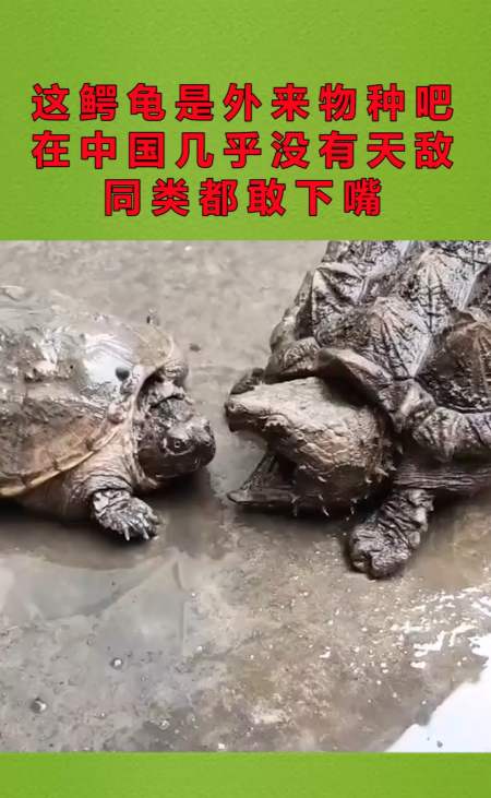 这鳄龟是外来物种吧,在中国几乎没有天敌,同类都敢下嘴