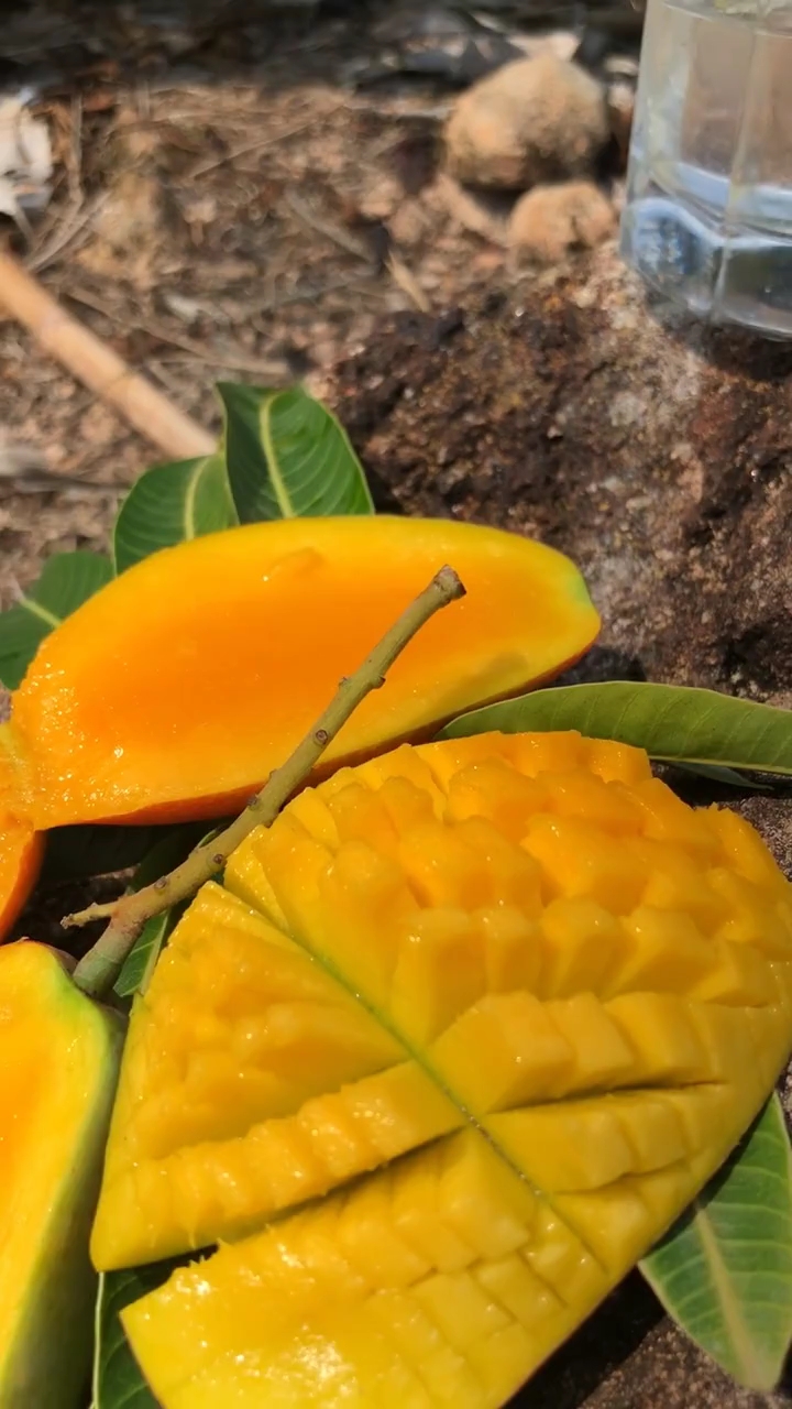 吃芒果的小蜜蜂