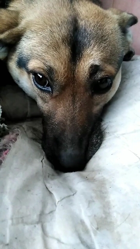 大黑狗真的哭了,眼泪真的掉下来了.