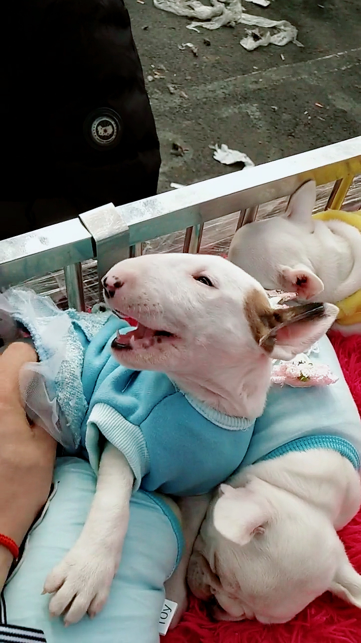 大明星被锁喉了!