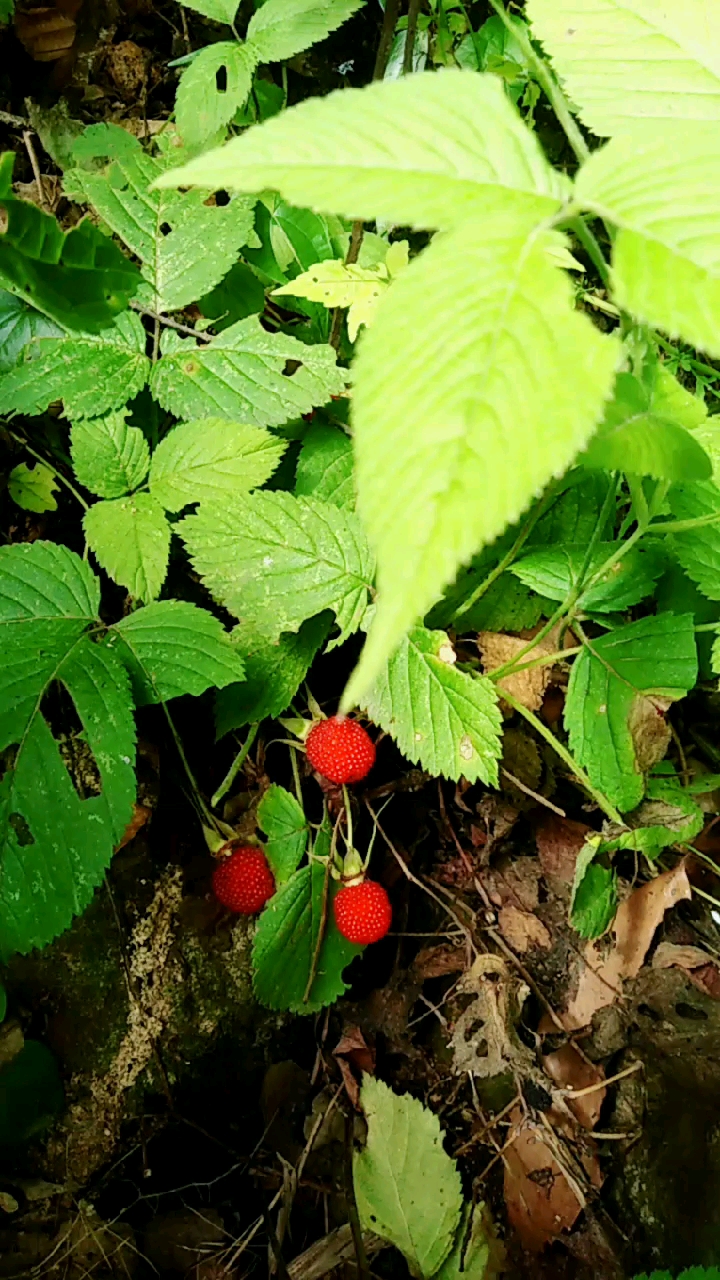 我们叫羊奶头,大麦泡!