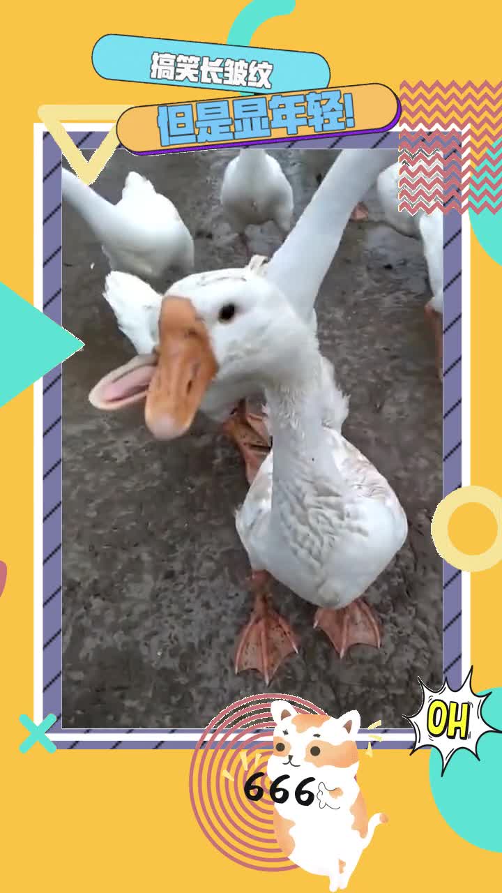 第一次来乡下,感觉大鹅的嘴有点问题,你们知道问题在哪吗