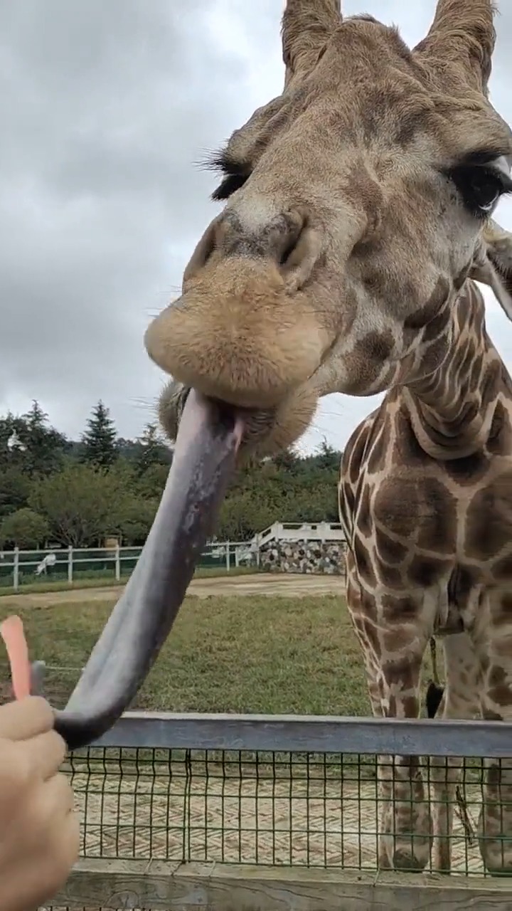 长颈鹿的舌头真长