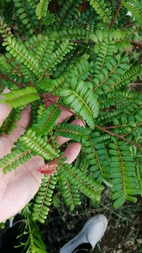 广西特有小叶清香木