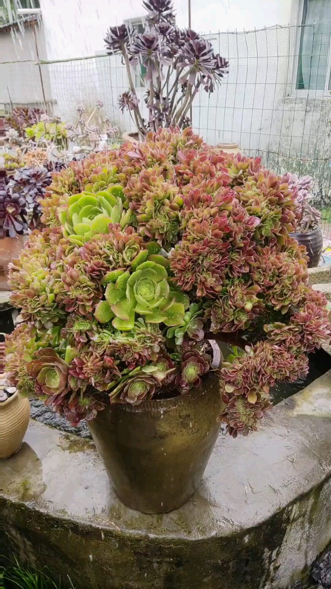 超大的紫羊绒法师缀化整体造型也美真是太霸气了!