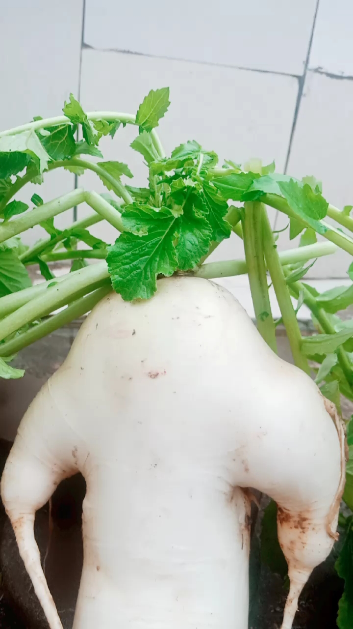 音为有你#萝卜参