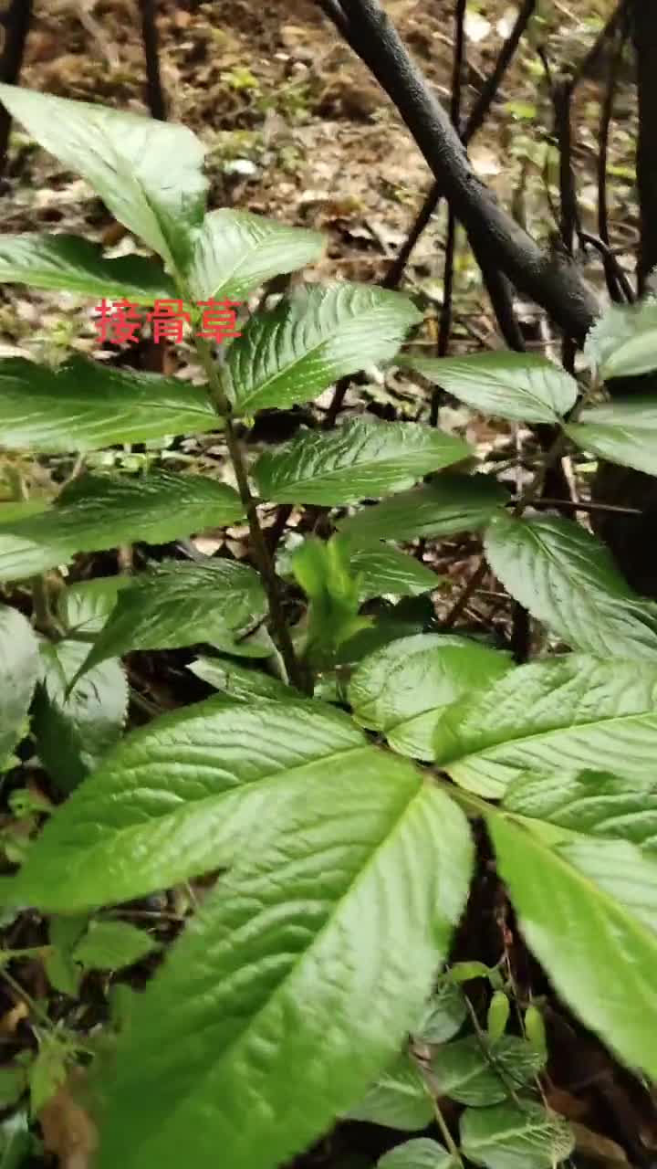 上次发了接骨风,接骨木,今天再来个接骨草,以后山上看到就别错过咯!