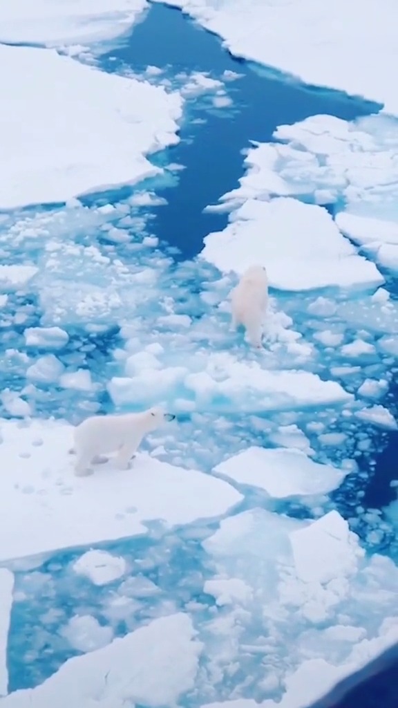 冰川融化,北极熊濒临灭亡,看着好揪心.