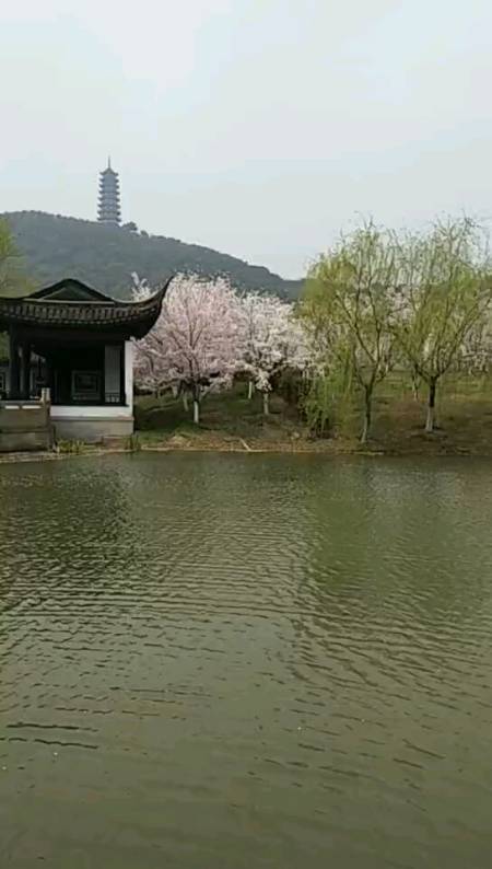 张家港香山樱花图片