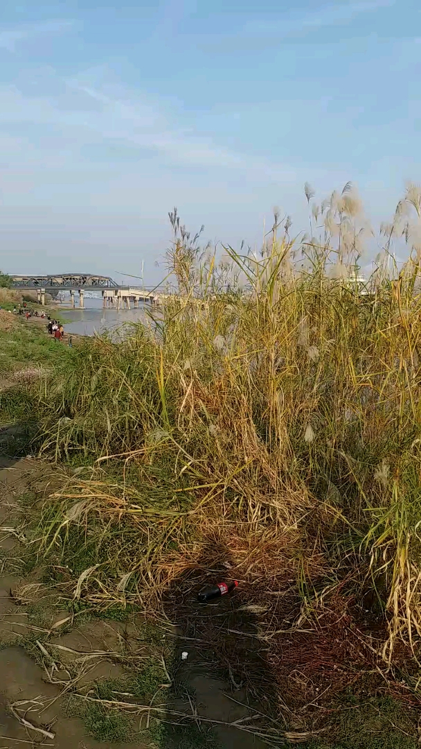 最爱之城#汉口江滩芦苇丛!